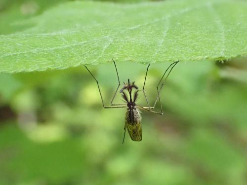 Réf. 324 065 : Aedes sp.